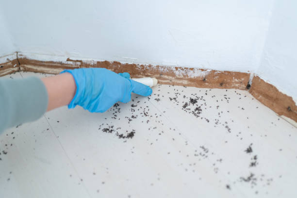 Best Commercial Pest Control Services  in Bellwood, IL